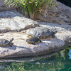 Western Painted Turtles