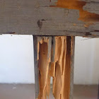 Termite Nest Damage