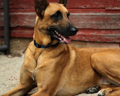Belgian Malinois Wallpapers Screenshots 0