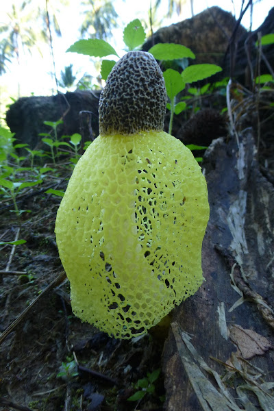 Bridal Veil Stinkhorn Project Noah