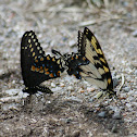 Eastern Black Swallowtail and Eastern Tiger Swallowtail