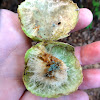 Oak Apple Gall (made by Gall Wasp)