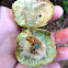 Oak Apple Gall (made by Gall Wasp)