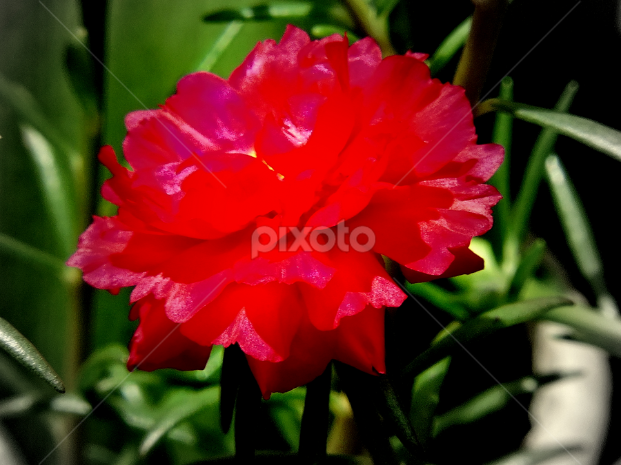10 O Clock Flower Single Flower Flowers Pixoto