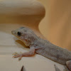 Yellow-bellied House Gecko