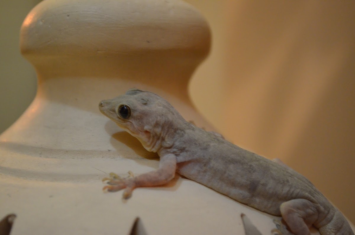 Yellow-bellied House Gecko