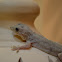 Yellow-bellied House Gecko