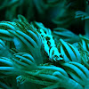Xenia Coral Shrimp