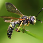 Square-headed wasp