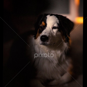 stay by Brittany Skelton - Animals - Dogs Puppies