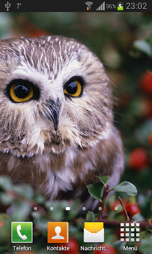 Owls Live Wallpaper