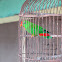 Philippine Hanging Parrot "kulasisi"