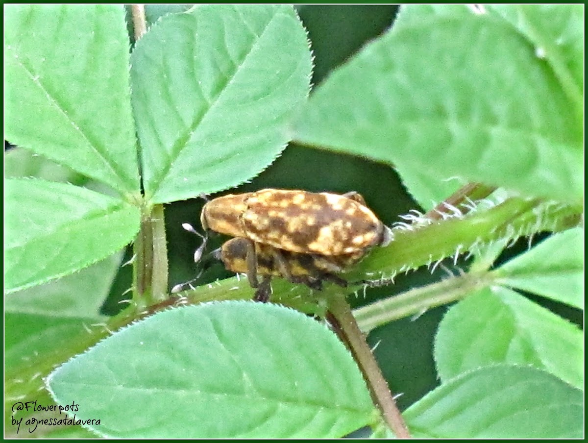 Lixus Snout Beetles (Mating)