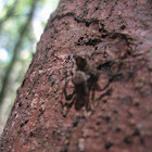 Wolf Spider