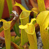 Wherry’s pitcher plant
