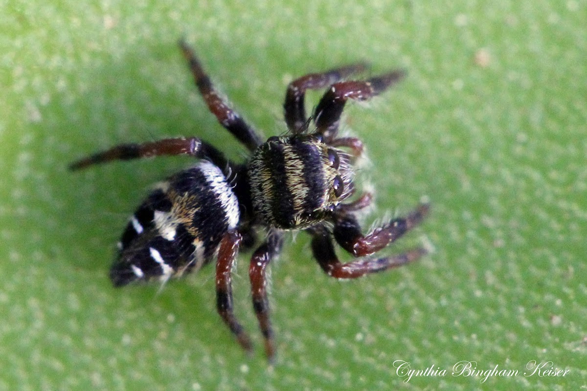 Jumping Spider (Juvenile)