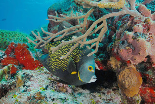 Cozumel-reef-fish6 - Scuba divers and snorkelers will find the waters around Cozumel teeming with sea life.