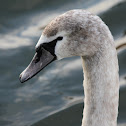 Adolescent Mute Swans