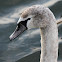 Adolescent Mute Swans