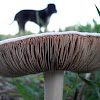 Field Mushroom