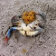 Blue Crab