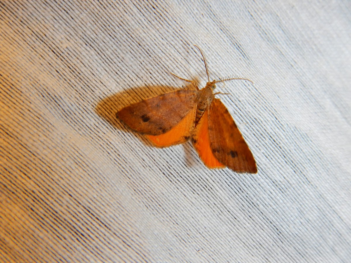 Orange Wing Moth