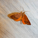 Orange Wing Moth