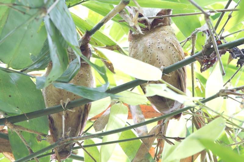White-Fronted Scops Owl