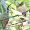 White-Fronted Scops Owl