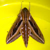 Silver-Striped Hawk Moth
