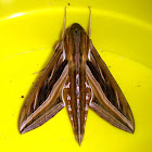 Silver-Striped Hawk Moth