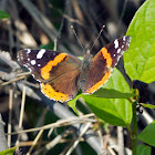 Red Admiral butterfly