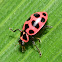 Pink-spotted Lady Beetle