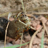 Stingless Bee - Jataí