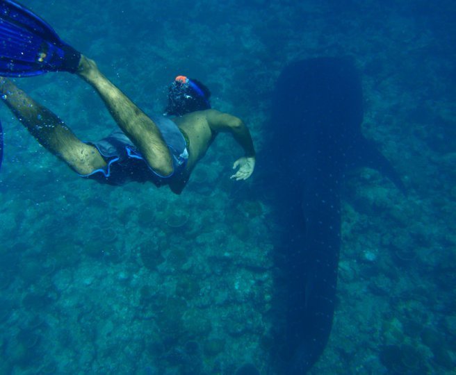 Whale Shark