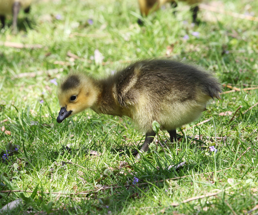 Canada Goose (gosling)