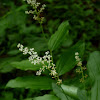 False Solomon's Seal