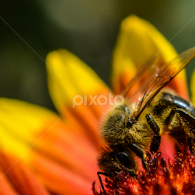 Busy bee by Blagoja Pulceski - Animals Insects & Spiders