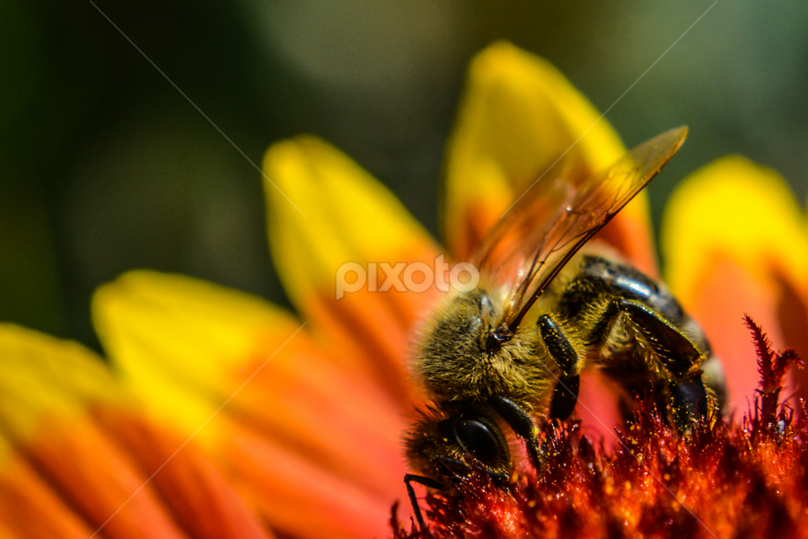 Busy bee by Blagoja Pulceski - Animals Insects & Spiders
