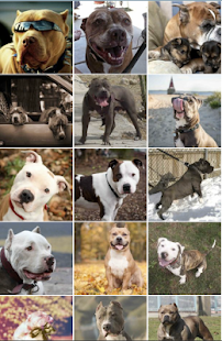 Pitbull Wallpapers Screenshots 4