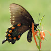 Pipevine Swallowtail      female