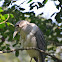 Black-crowned Night Heron