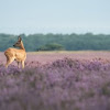 Roe deer