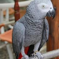 TO HOUSE 兔子餐廳