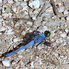 Eastern Pondhawk