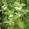 White dead-nettle