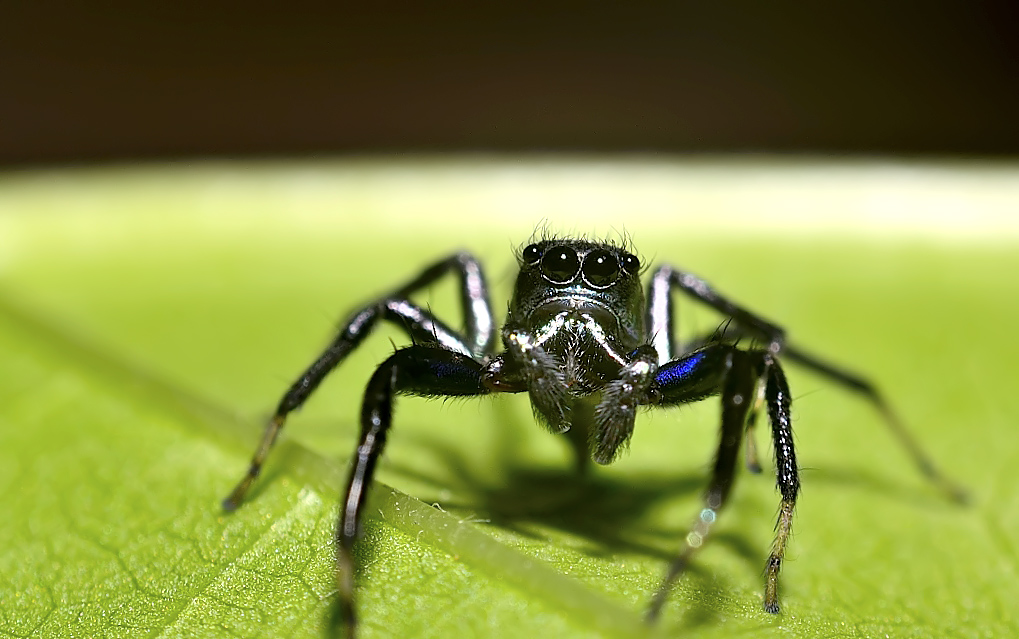 Banded Phintella Jumping spider (Male)