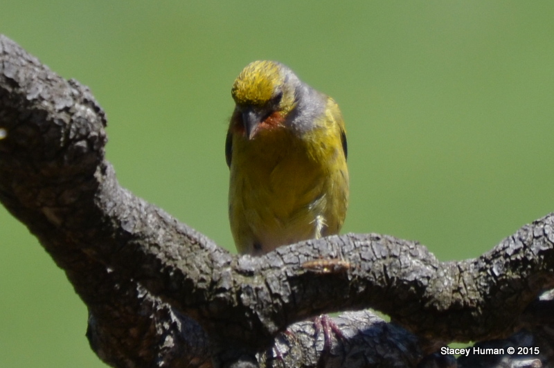 Cape canary