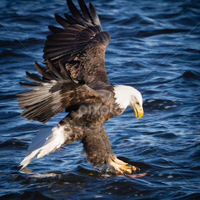 Going For It by Mike Trahan - Animals Birds