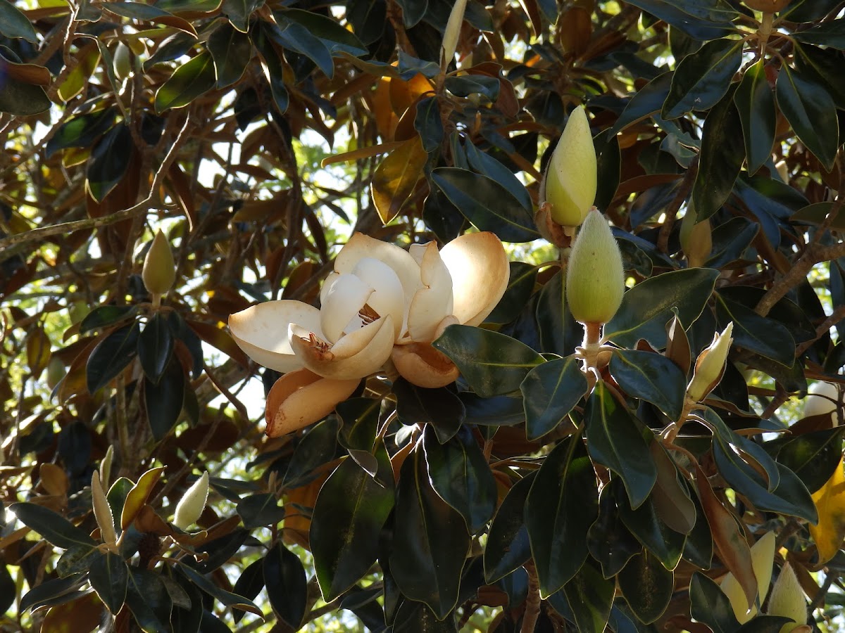 Southern Magnolia